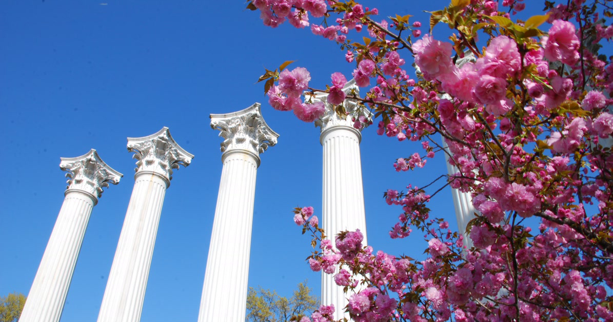 Westminster's iconic Greek revival columns are photographed at an angle, looking up, with bright pink flowers in the right foreground.